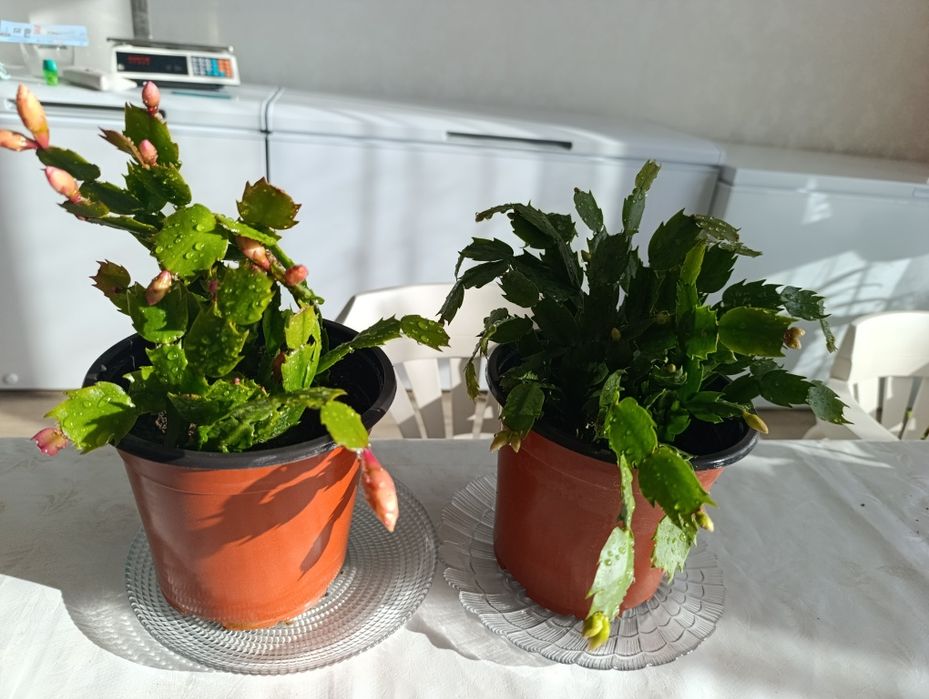 Декабристы -комнатное растение