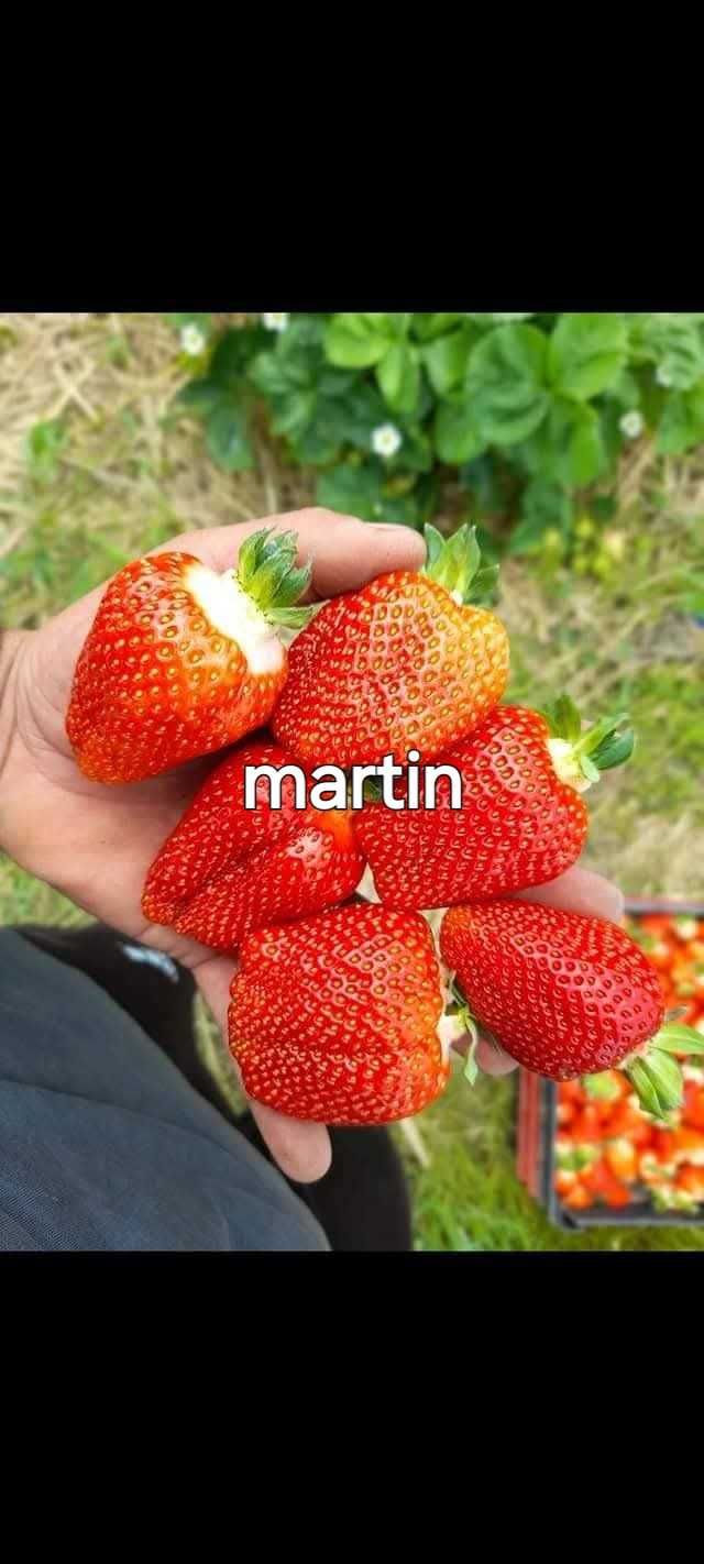 Разсад ягоди и малини