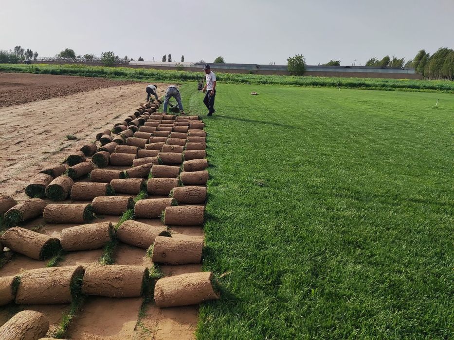 Rulonli gazon  1 qul