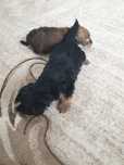 Dau spre adoptie puiuti de Yorkshire