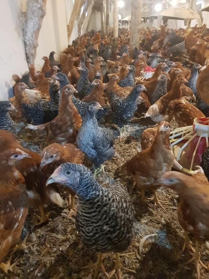 Bibilici, pui ,Rate, boboci gasca