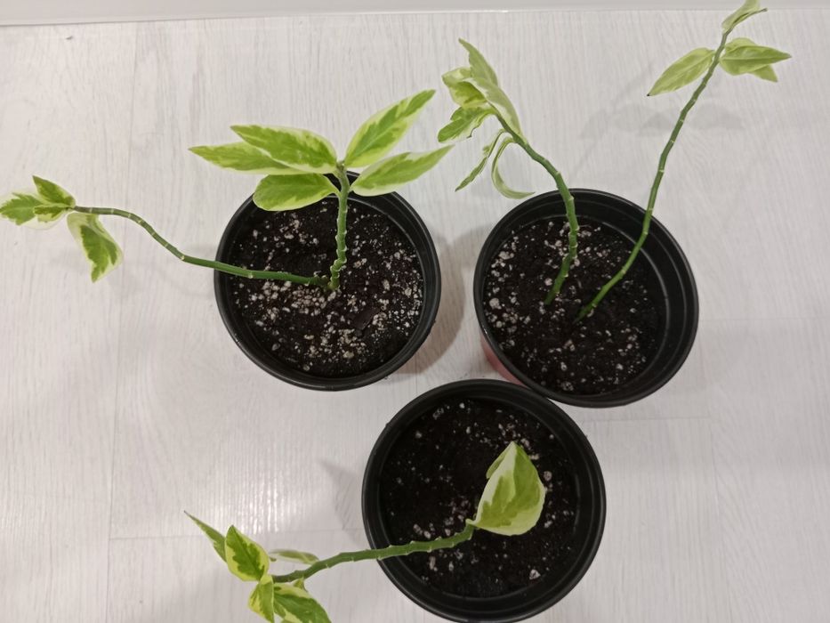 Комнатные  цветы