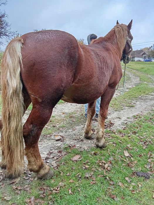 Vând armăsar garantat