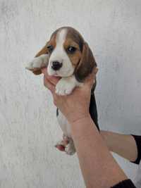 Femelă Beagle Tricolor