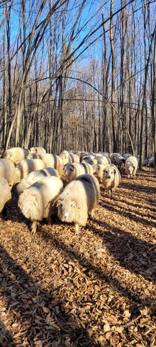 Vând 2 berbeci băli de Alba