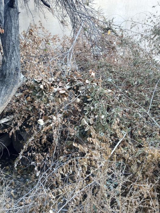 Урганч шахрида утинлар сотилади.