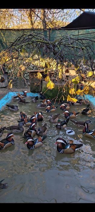 Rațe mandarine, Hottentota , Scorțișoară , Caroline