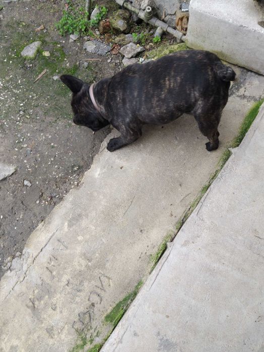 Мъжки Френски Булдог