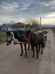 Iapă tânără cu mânză de 8 luni