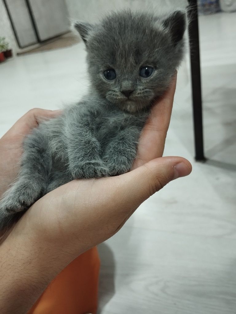 Scottish fold mushukchalar