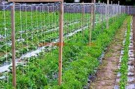 Plasa pentru castraveti si alte plante cataratoare. 1,7m