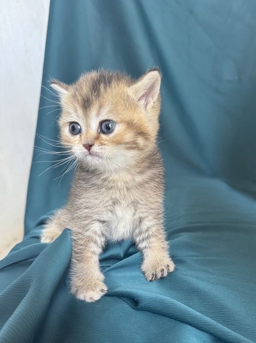 Продаются котята Шиншила чистой породы
