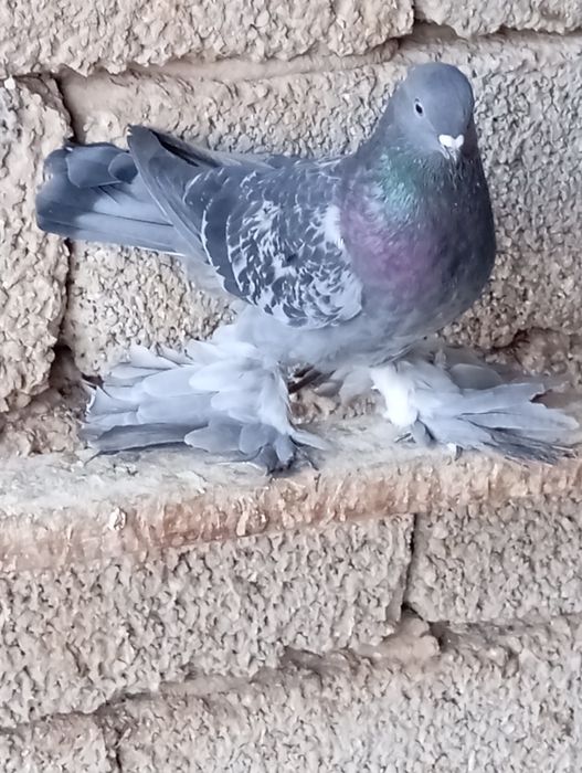 Голуби голуби животные птицы