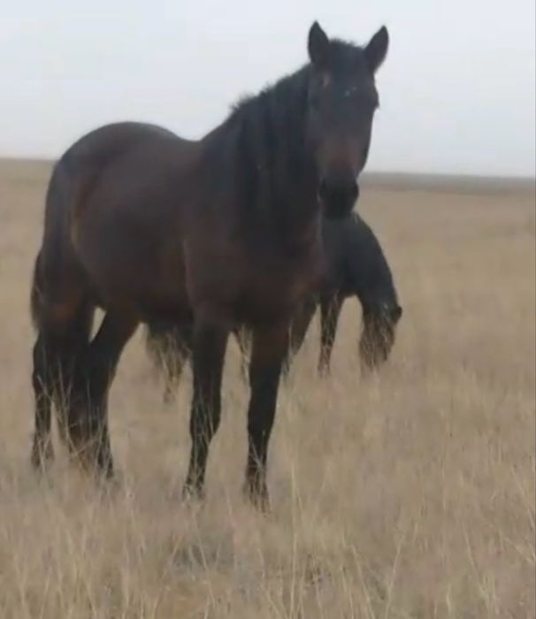 Құнандар сатам 4 бас табынан