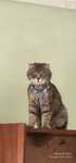 Scottish Fold Vyaskaga