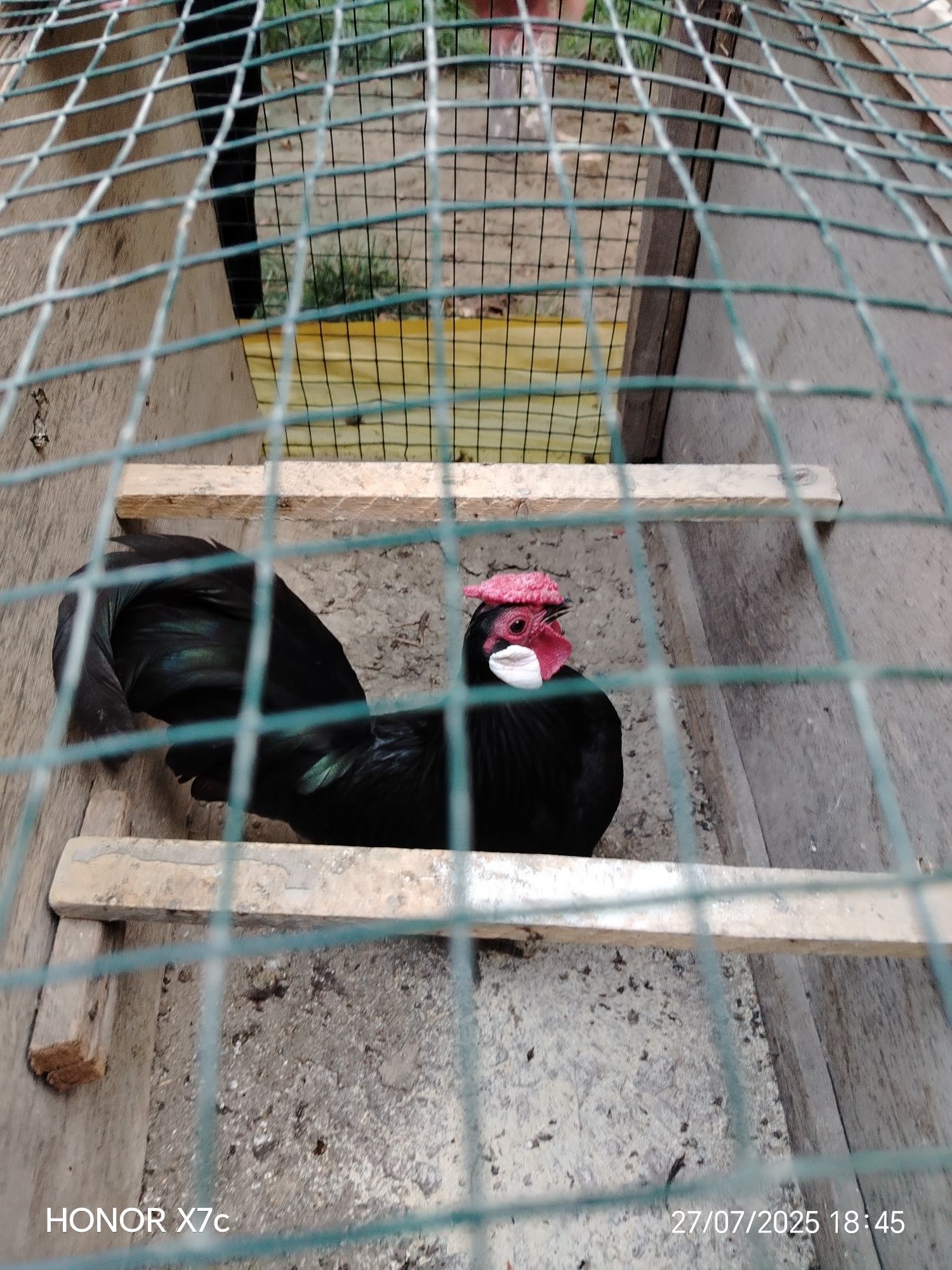 Oq zirak Xo'roz sotiladi