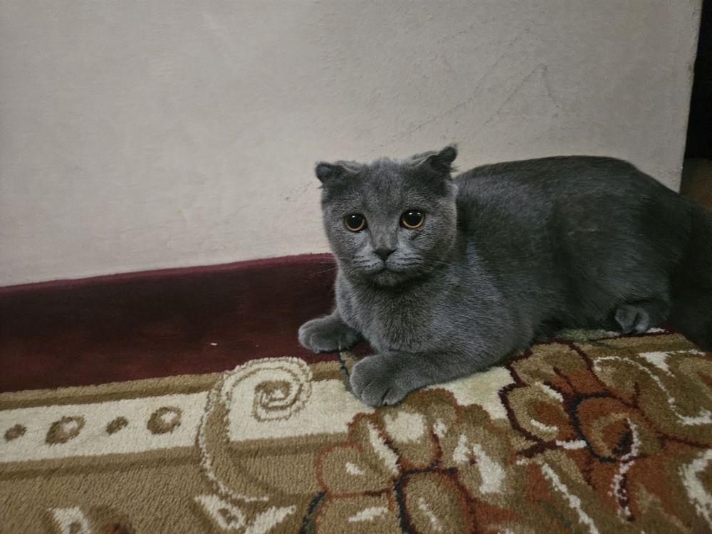 Скотиш фолд Skotish fold