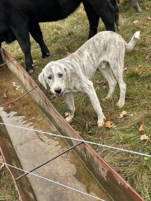 Ciobanesc Asia Centrala