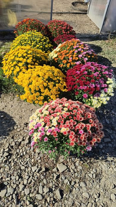 Crizanteme multiflora crizantemă