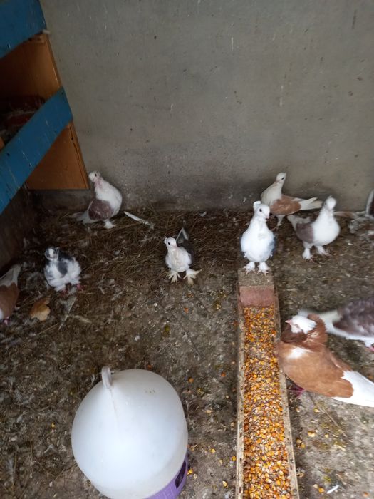 Vînd porumbei satineți jucători cu un moț și două moțuri