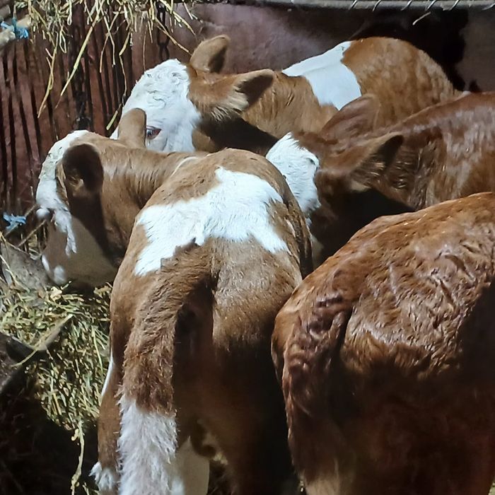 Taurasi și vitele baltati