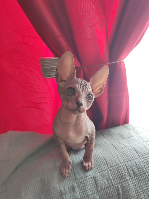 Продаются котята Сфинксы