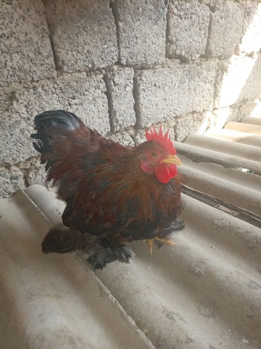 Япон хурози ва товуги.