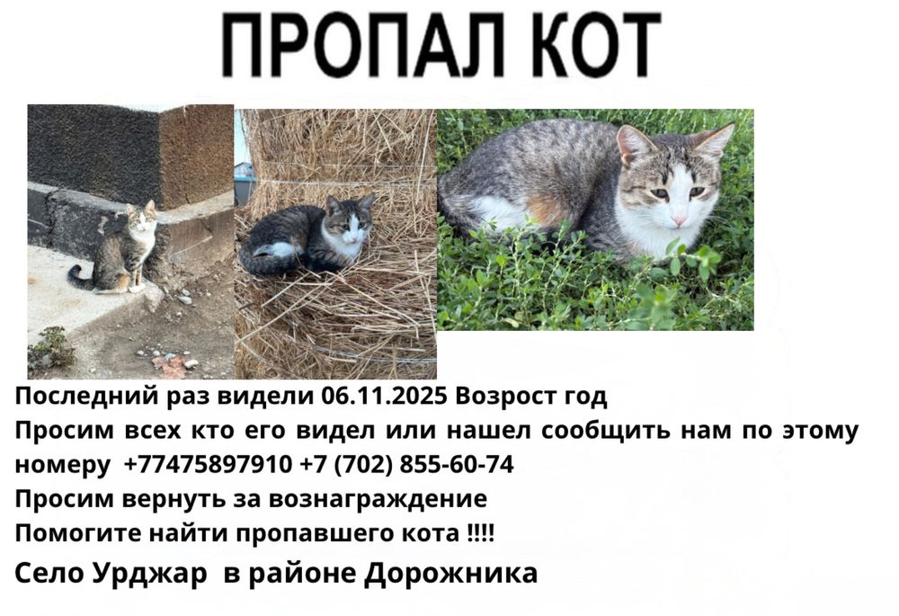 Пропал кот помогите найти есть возногрождение напишите если видели (!!