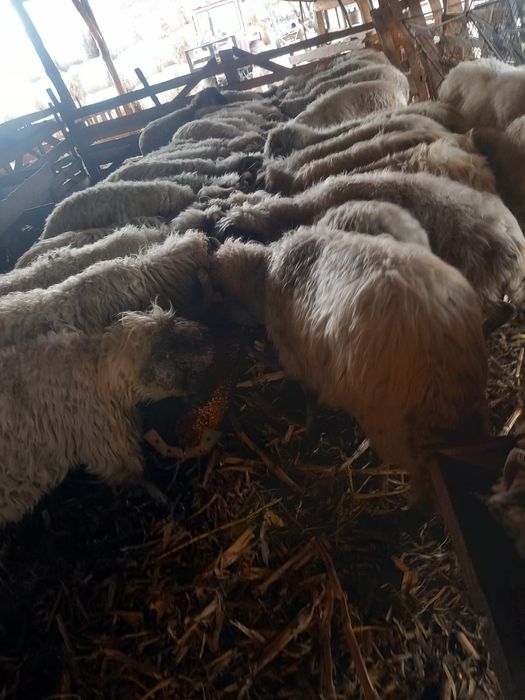 Vând 36de  oi de ținut sau tăiat