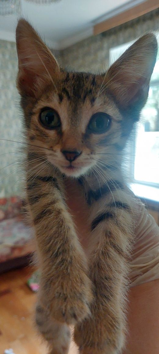 Котята. 2 месяца.