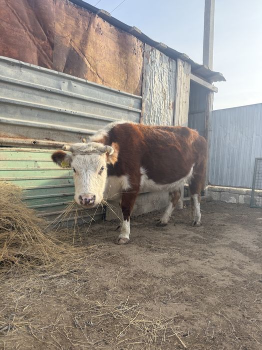 Сиыр сатылады күйі өте жақсы