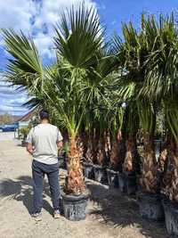 Pepiniera Unguriu - Palmier Washingtonia