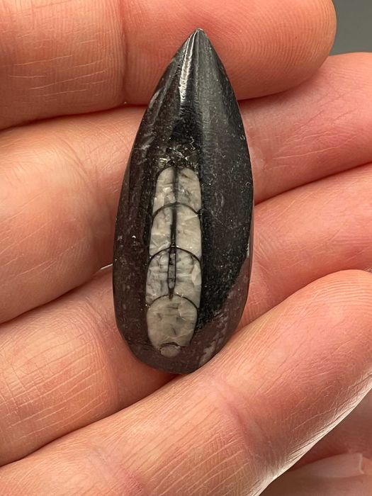 Фосил Ортоцерас (45 мм) в 3D рамка – Елегантен подарък