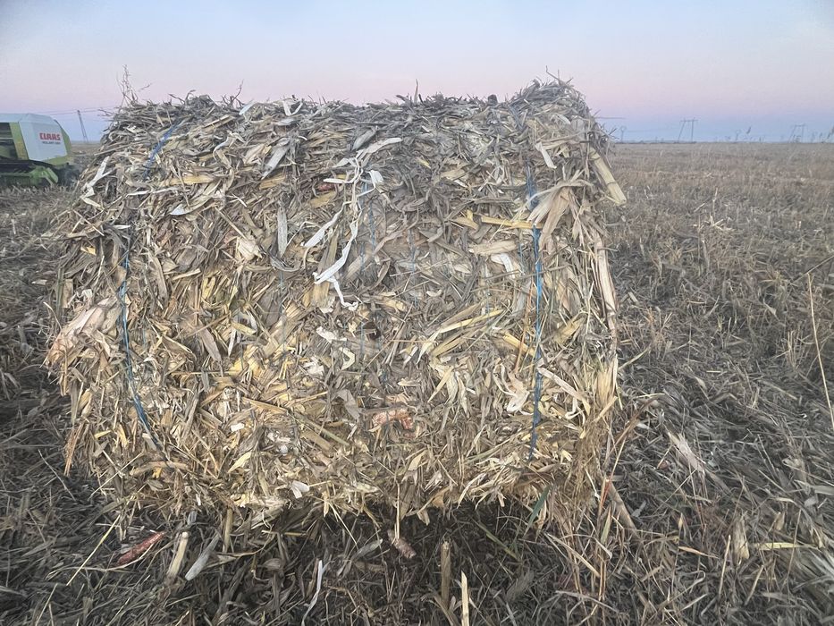 Vand baloti porumb/ coceni