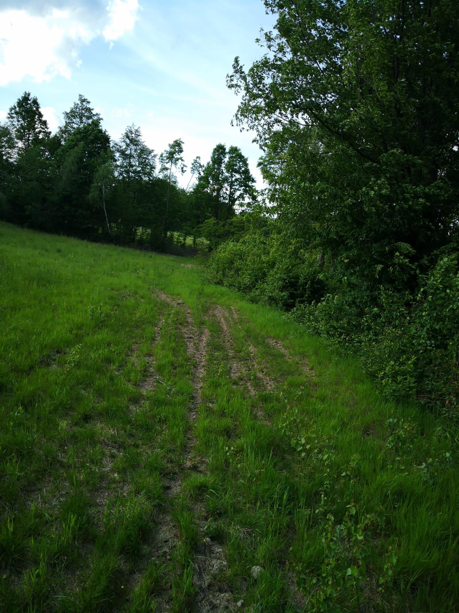 Teren 2,5 ha Negreni, Cluj – pădure, și curent