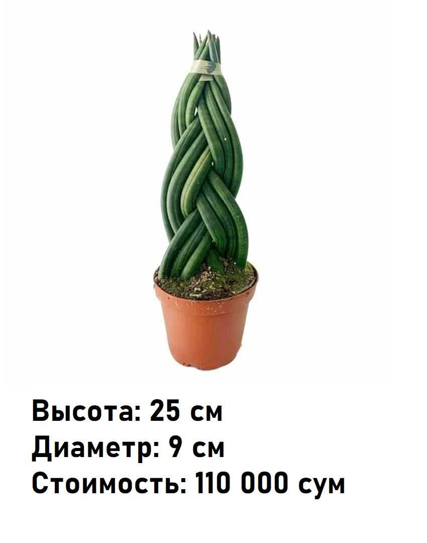 Комнатное растение - (Sansevieria) - Голландская Сансевиерия