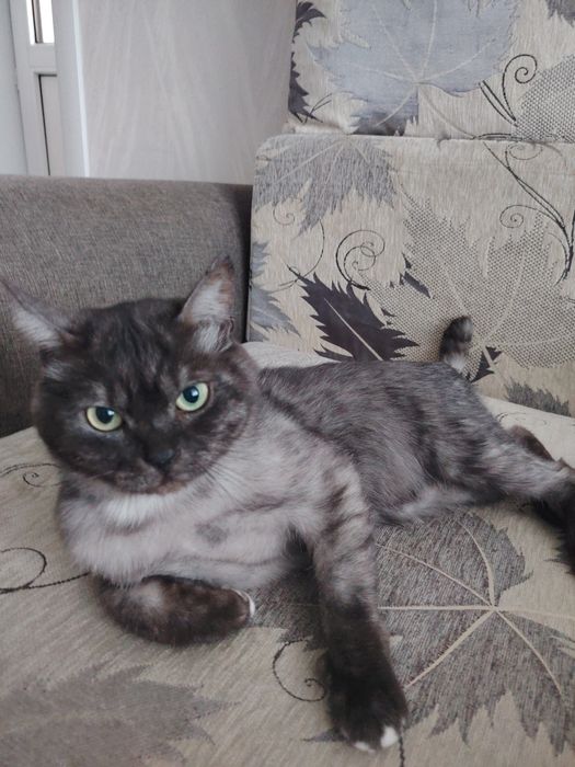 Отдам даром кота