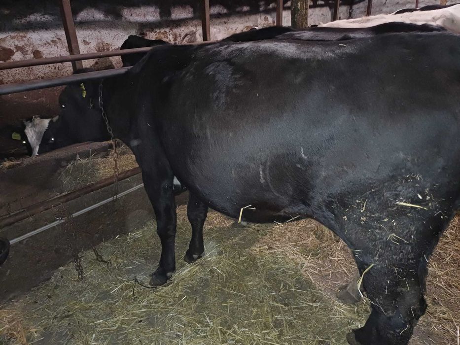 Продавам крави за клане