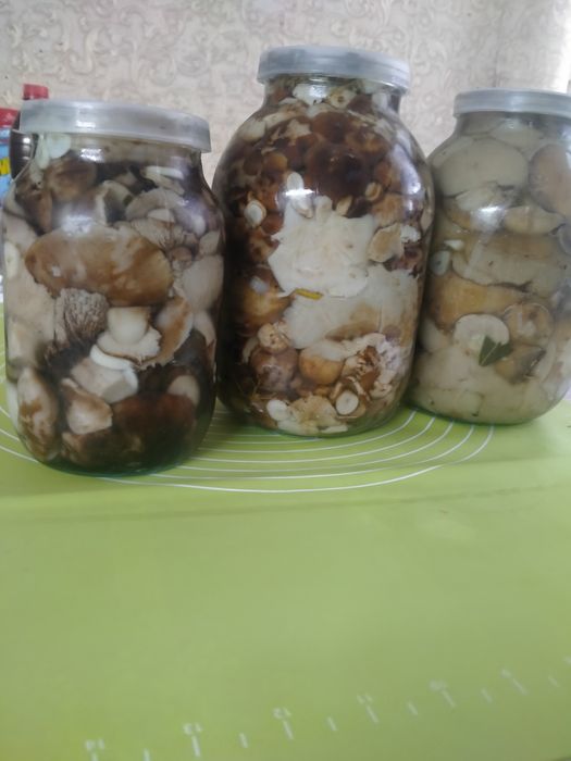 Грибы маслята, валуи, соленья