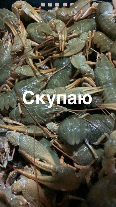 Свежие речные раки