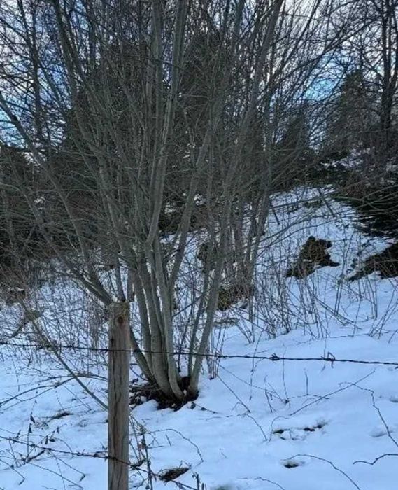 Teren Predeal 550mp - priveliște spectaculoasă spre masivul PiatraMare