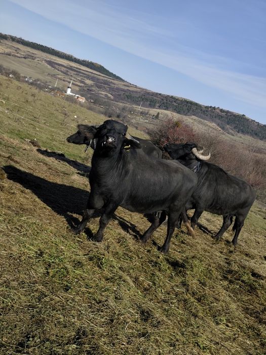Bivolitā de vânzare !