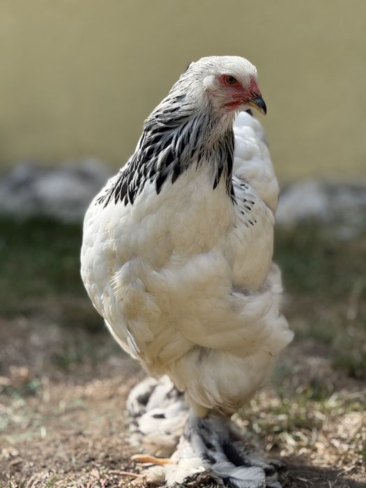 Schimb Brahma HD