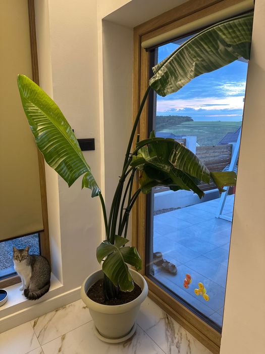 Planta Strelitzia 1.70m