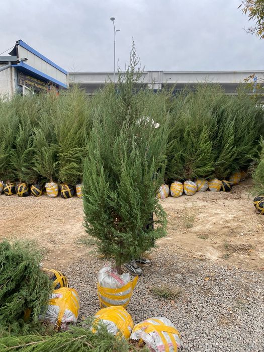 Арча моживелник quluğ