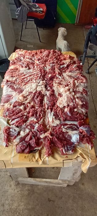 Vând berbecuți tineri