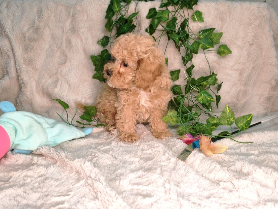 Vand fetita Maltipoo f1b mini toy - teacup