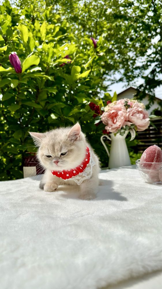 Fetita British Shorthair Chinchilla Liliac Golden ! Pedigree