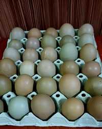 Ouă oliver pentru incubat!