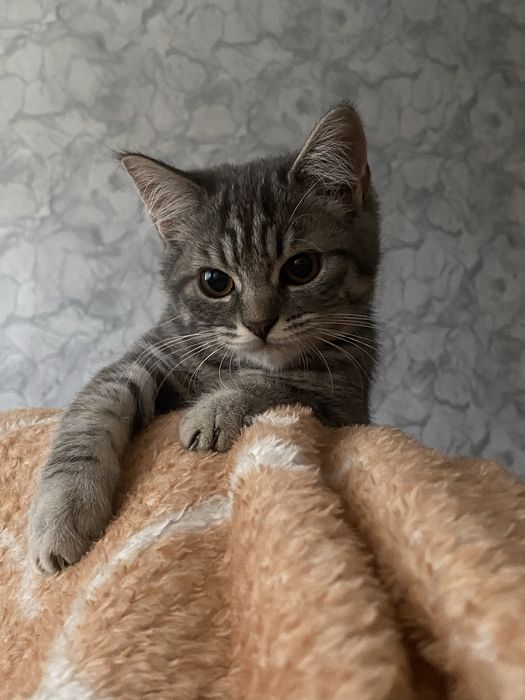 Отдам кошечку возраст 5месяцев